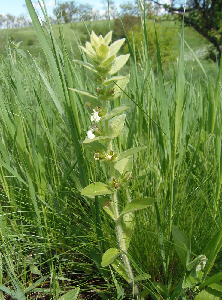 Image of Ajuga laxmannii specimen.