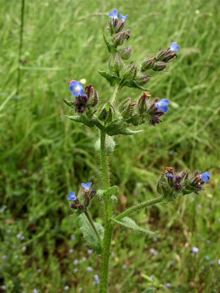 Изображение особи Lycopsis arvensis.