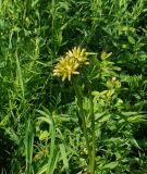 Trollius altaicus