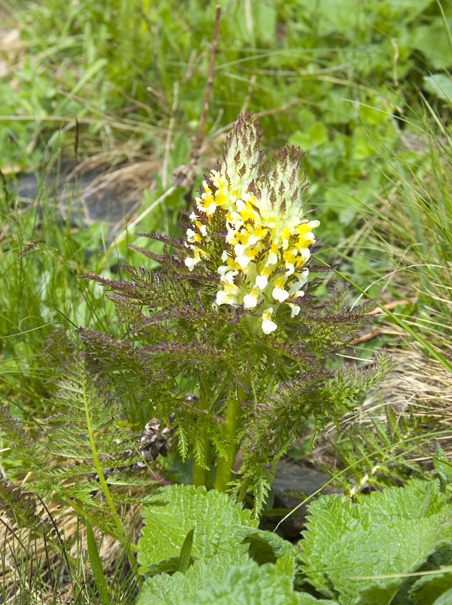 Изображение особи Pedicularis condensata.