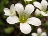 Saxifraga granulata. Цветок. ФРГ, земля Северный Рейн-Вестфалия, р-н Ойскирхен, окр. г. Бад-Мюнстерайфель, травянистый склон у обочины дороги. 27 мая 2010 г.