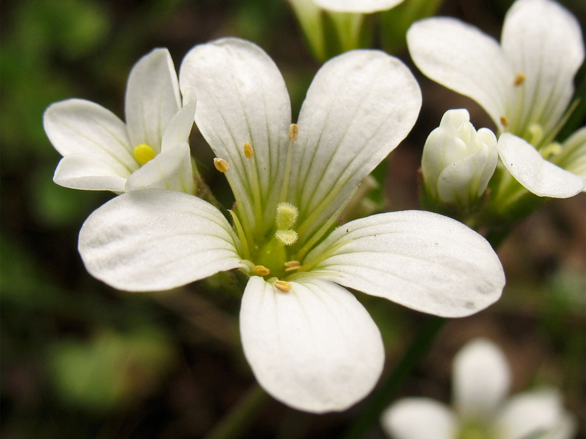 Изображение особи Saxifraga granulata.