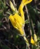genus Chamaecytisus. Часть побега с цветком. Украина, Запорожская обл., Запорожский р-н, Малоекатериновское охотничье-рыболовное хозяйство, степь, возвышенность. 17.04.2016.
