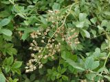 Rosa multiflora. Соплодие. Польша, Варшава. 27.06.2009.