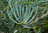 Abies concolor