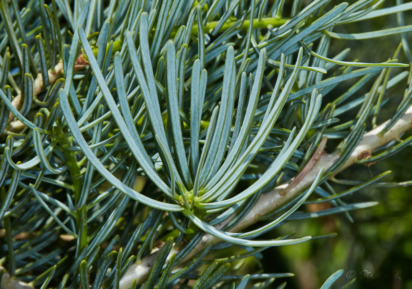 Image of Abies concolor specimen.