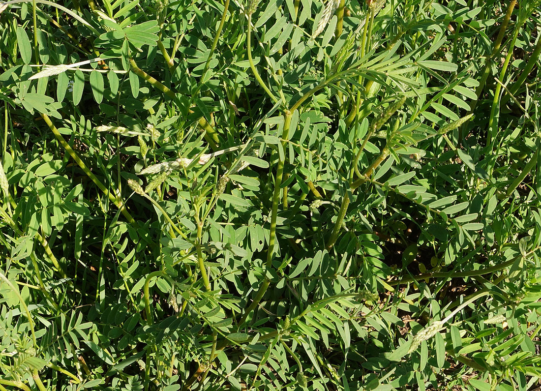 Image of Onobrychis viciifolia specimen.