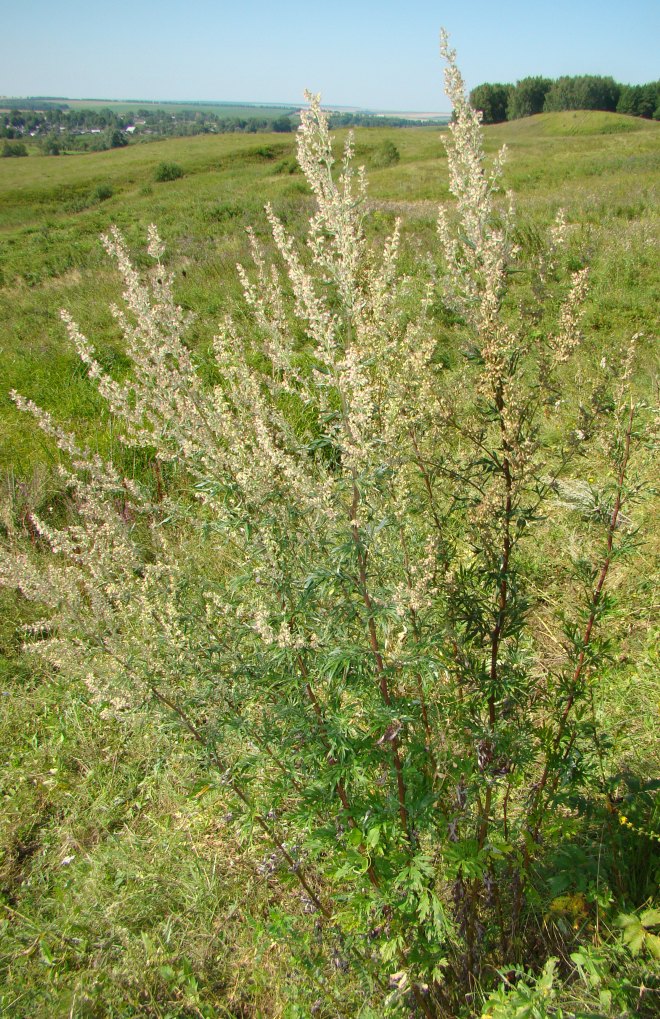 Изображение особи Artemisia vulgaris.