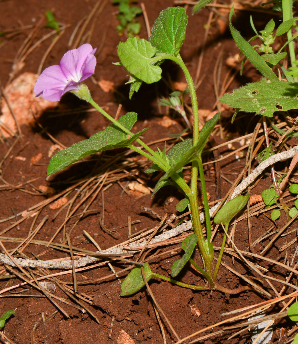 Изображение особи Convolvulus coelesyriacus.