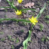 Tulipa dasystemon