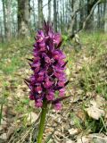 Dactylorhiza romana subspecies georgica