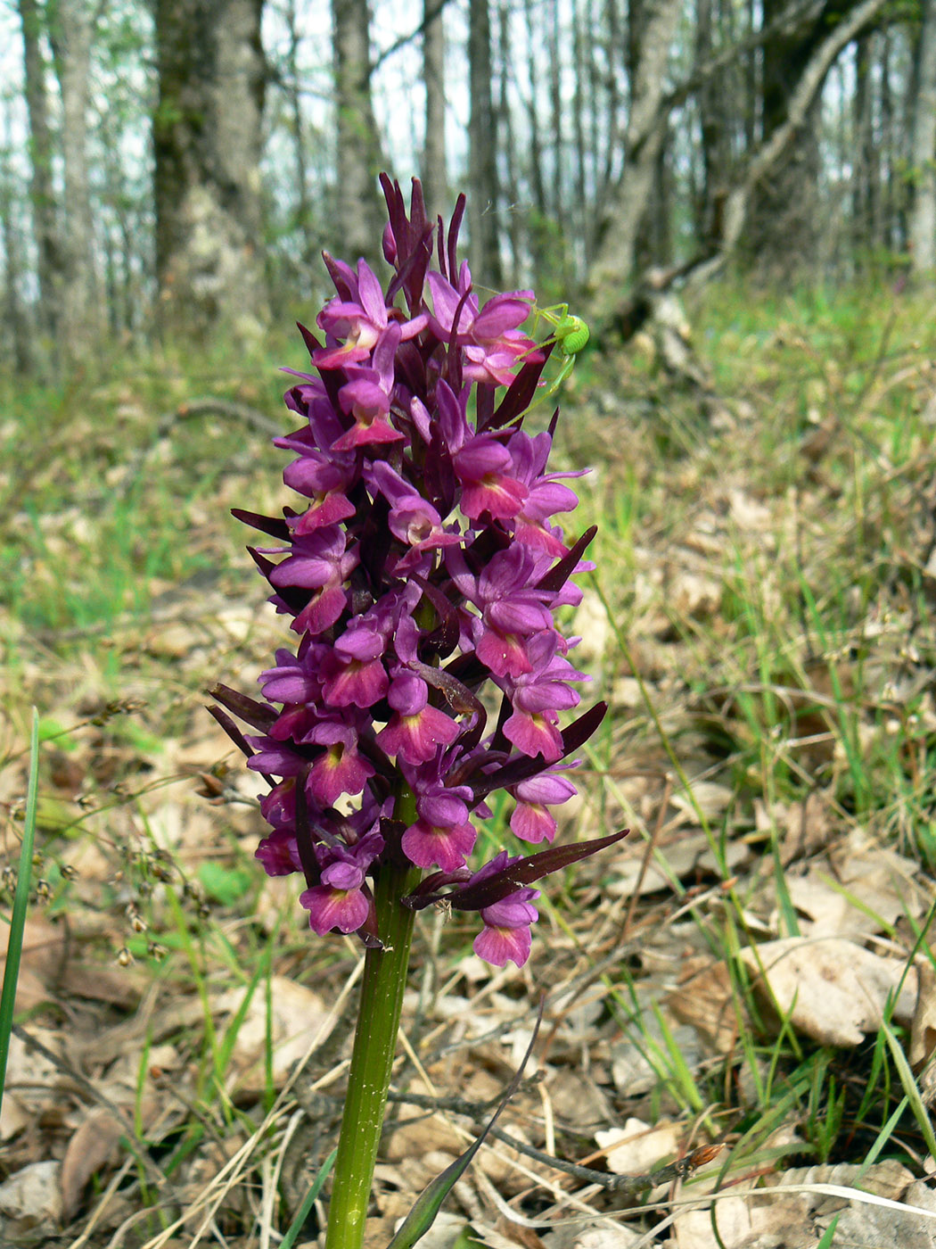 Изображение особи Dactylorhiza romana ssp. georgica.