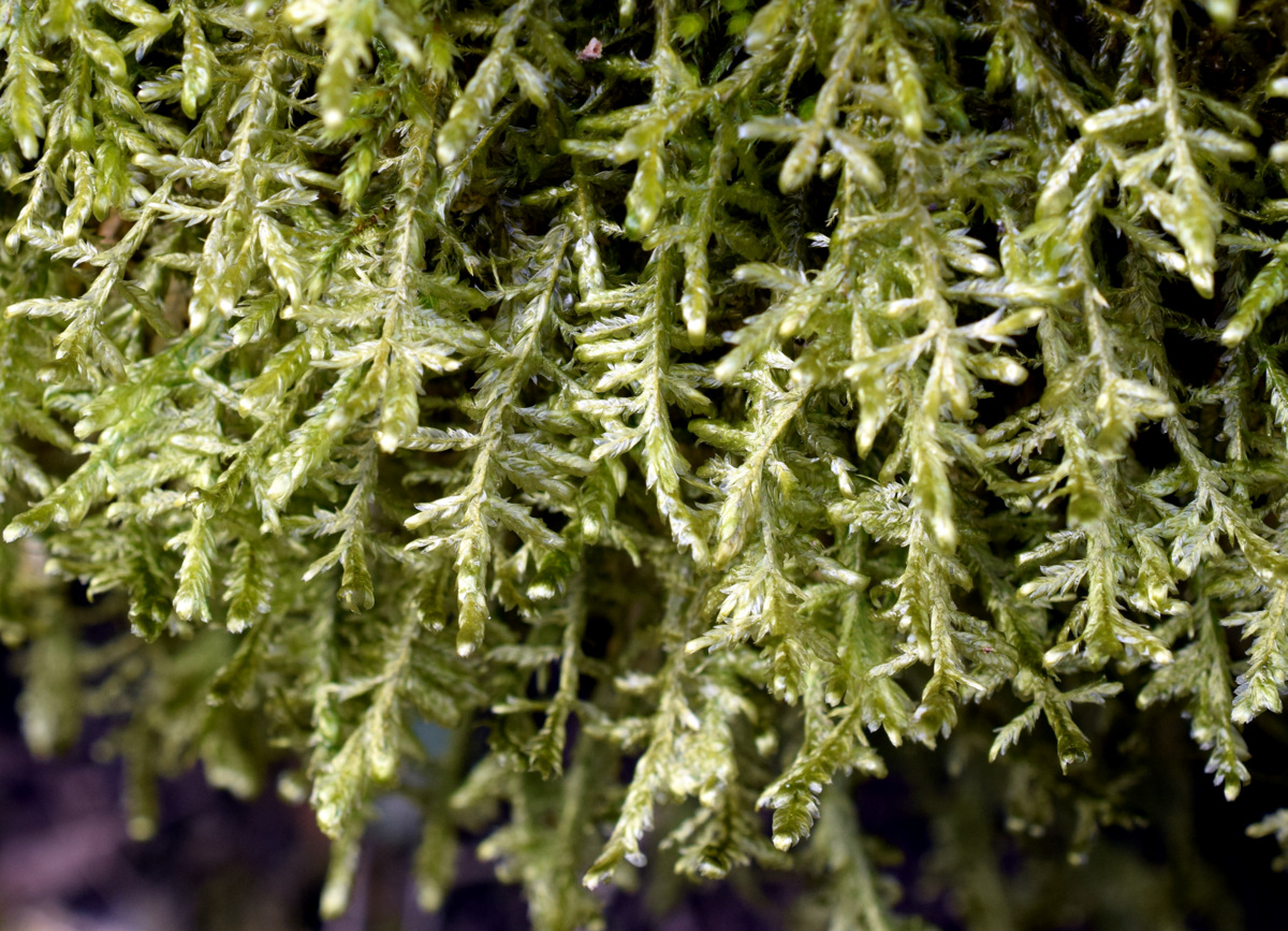Image of Neckera complanata specimen.