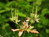 Geranium erianthum