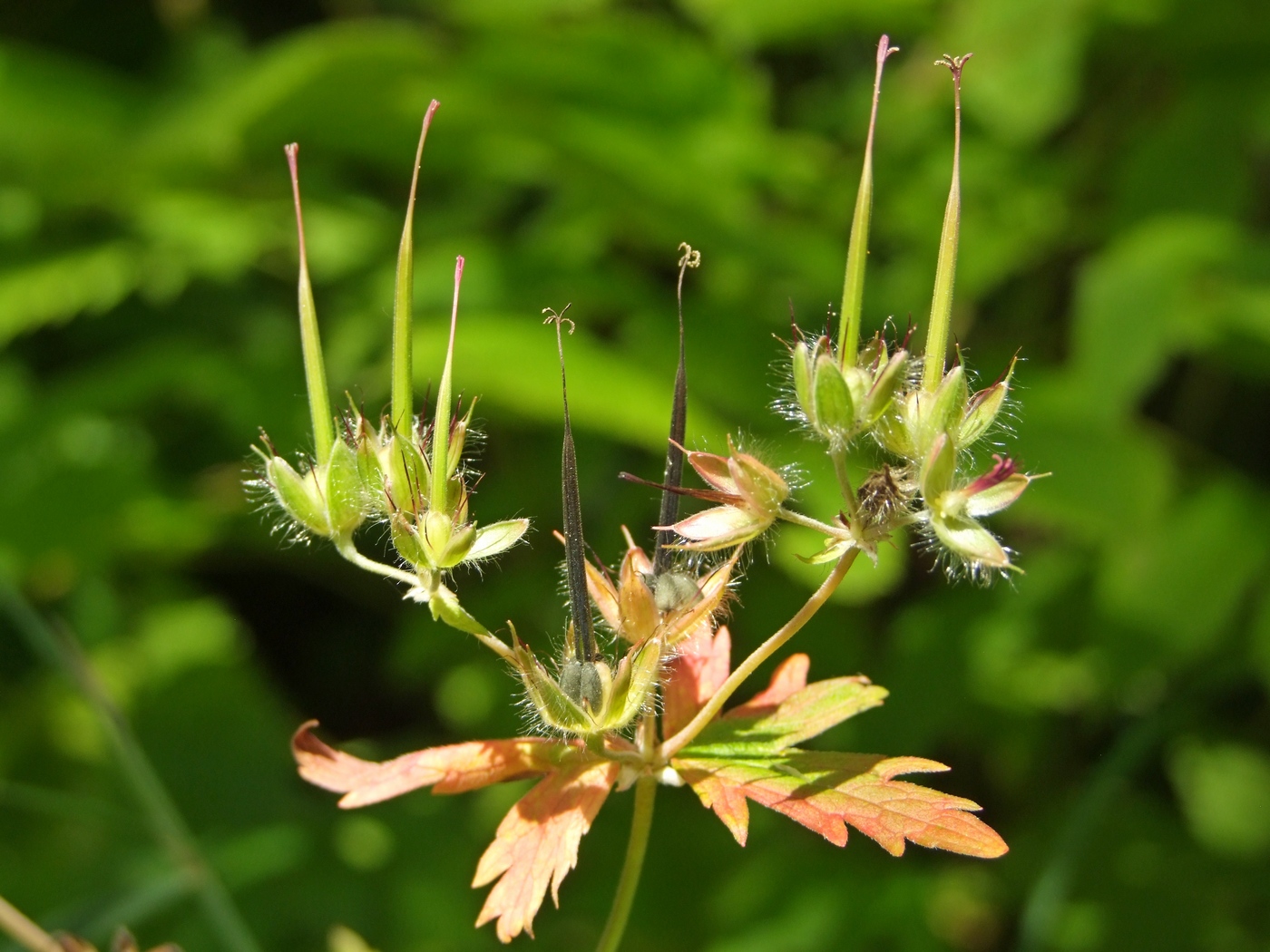 Изображение особи Geranium erianthum.