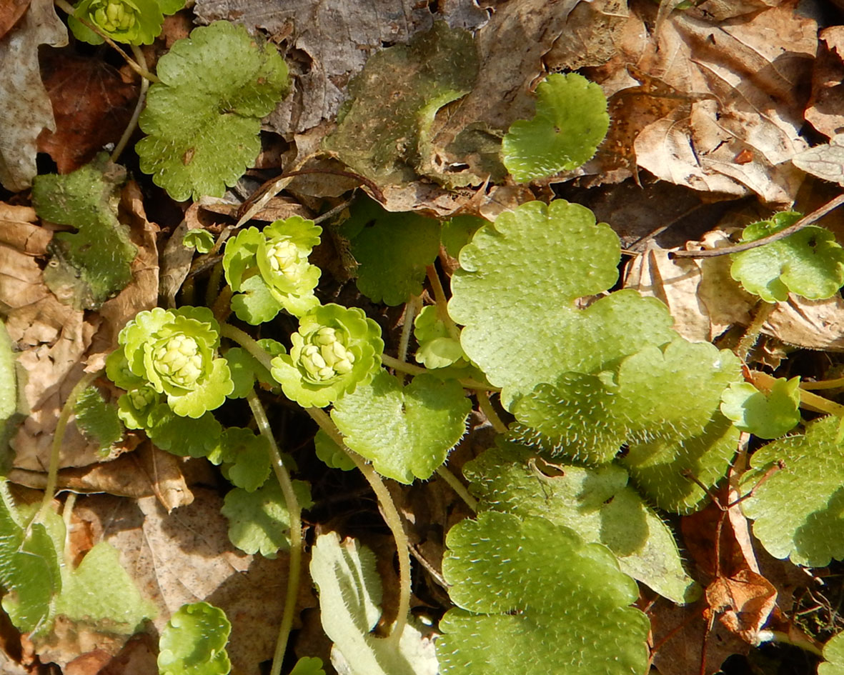 Изображение особи Chrysosplenium alternifolium.