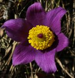 Pulsatilla patens. Цветок. Пермский край, Лысьвенский р-н, долина р. Чусовой, крутой склон камня Дужной. 02.05.2017.