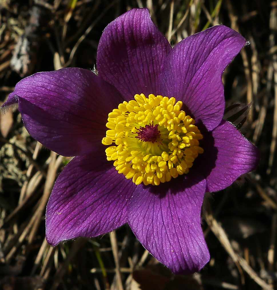 Image of Pulsatilla patens specimen.