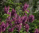 Syringa vulgaris