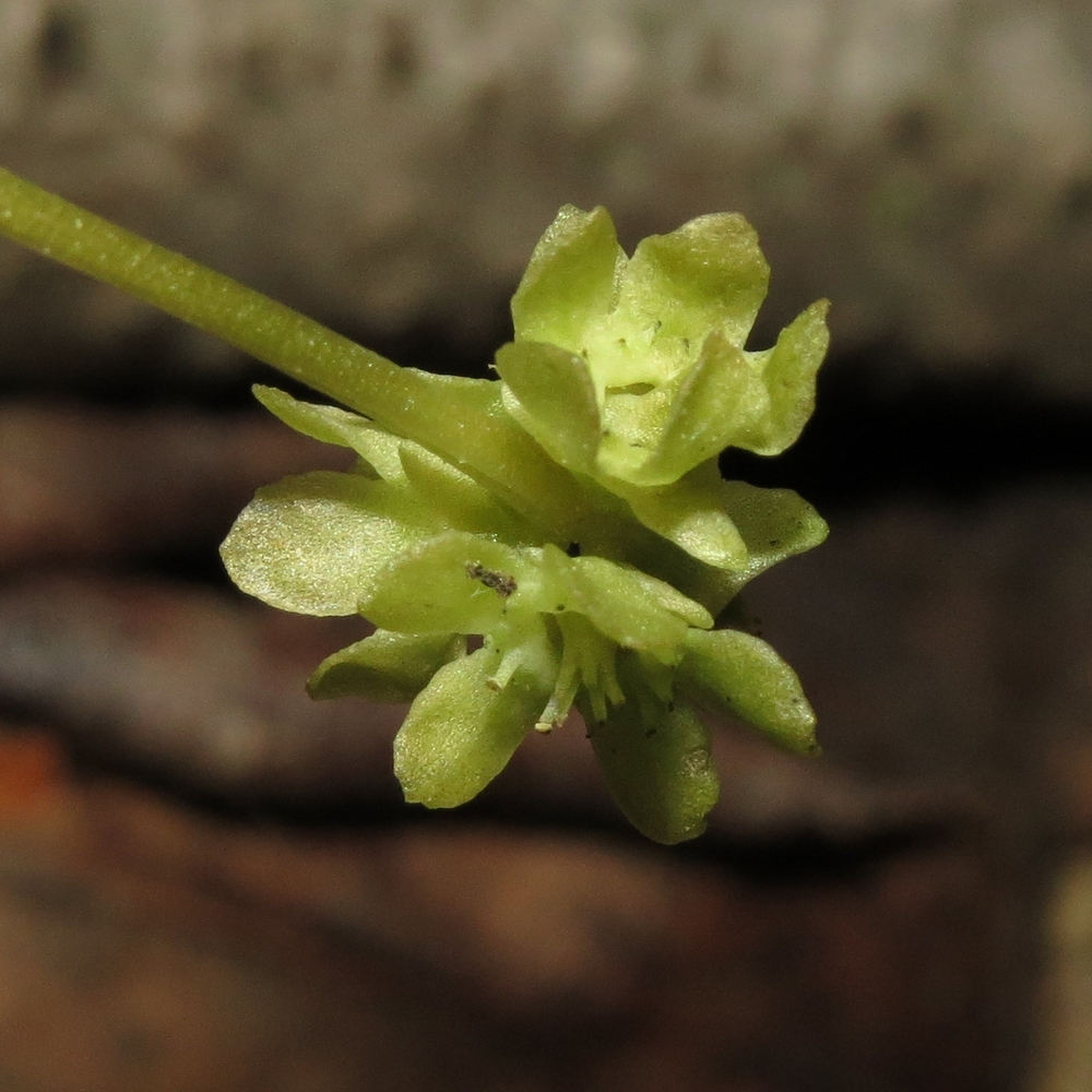 Image of Adoxa moschatellina specimen.