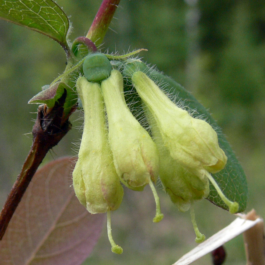 Image of Lonicera &times; subarctica specimen.