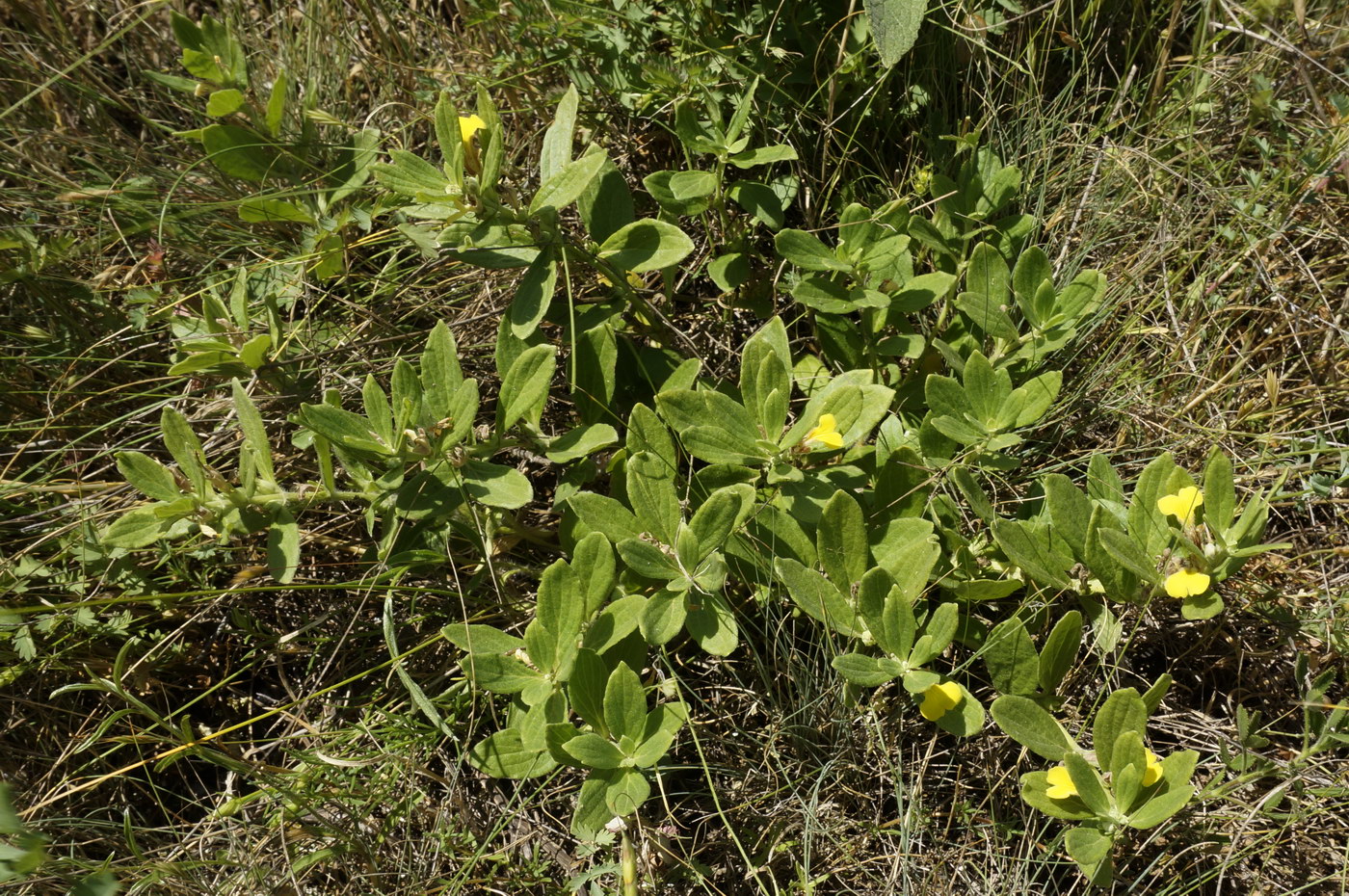 Image of Ajuga salicifolia specimen.