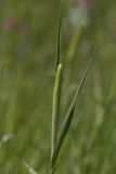 Phleum pratense