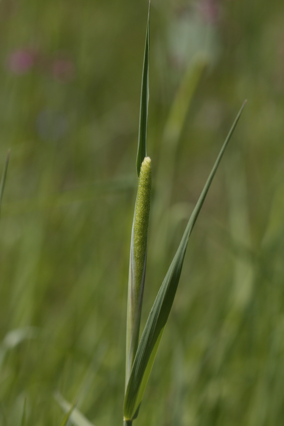 Изображение особи Phleum pratense.