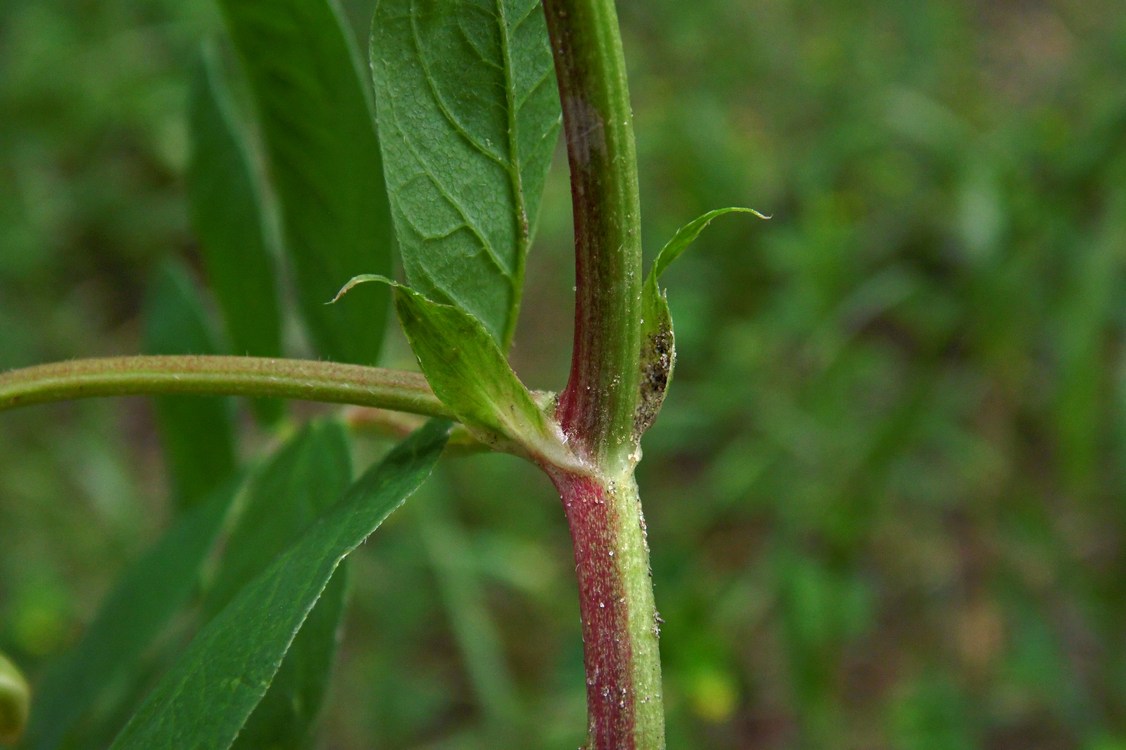 Image of Astragalus glycyphyllos specimen.
