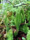 Lycopodium annotinum