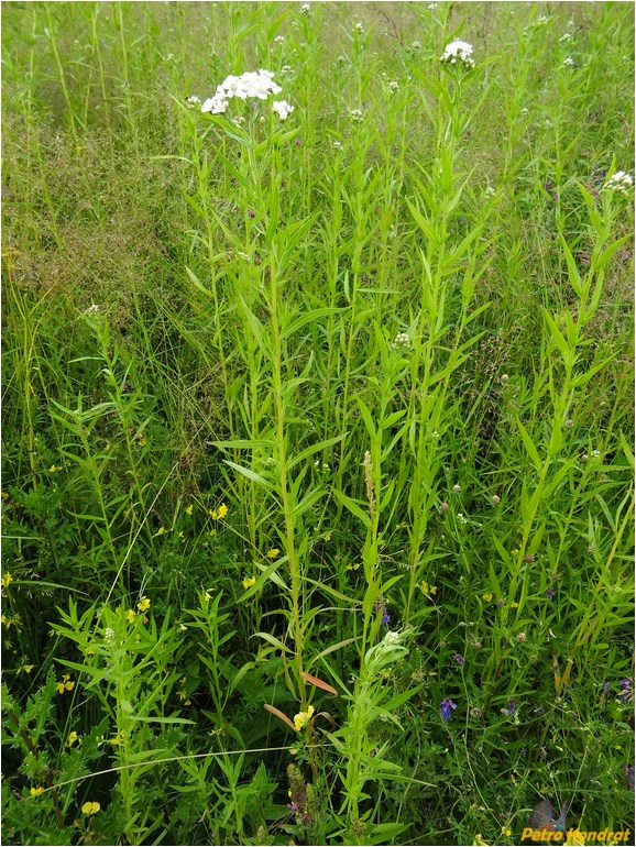 Изображение особи Achillea ptarmica.