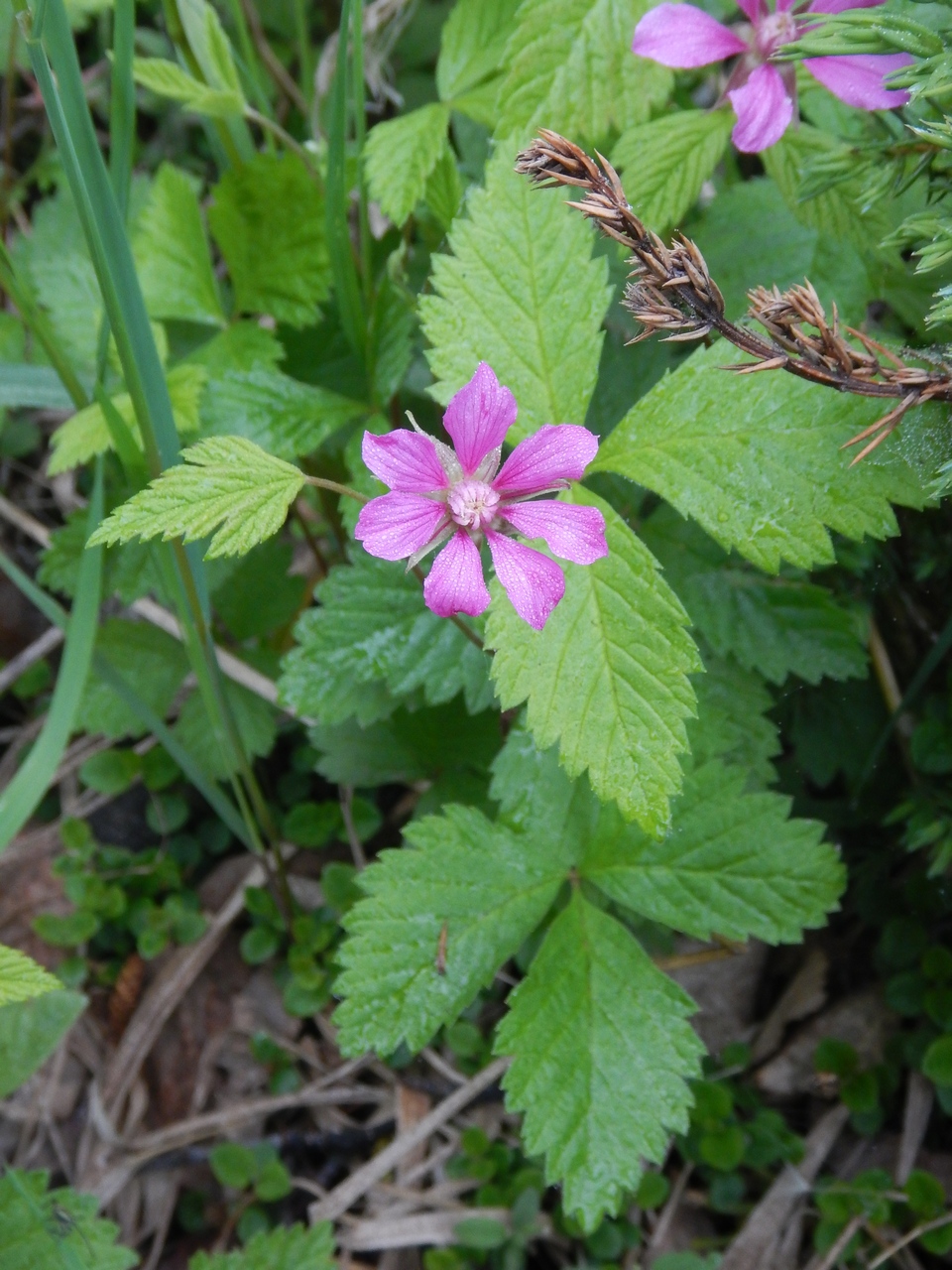 Image of Rubus arcticus specimen.