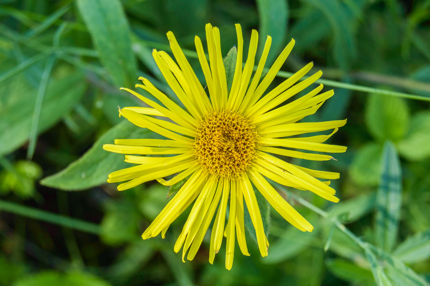 Изображение особи Inula hirta.