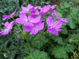 genus Erodium. Верхняя часть цветущего растения. Москва, ГБС РАН. 17.07.2017.