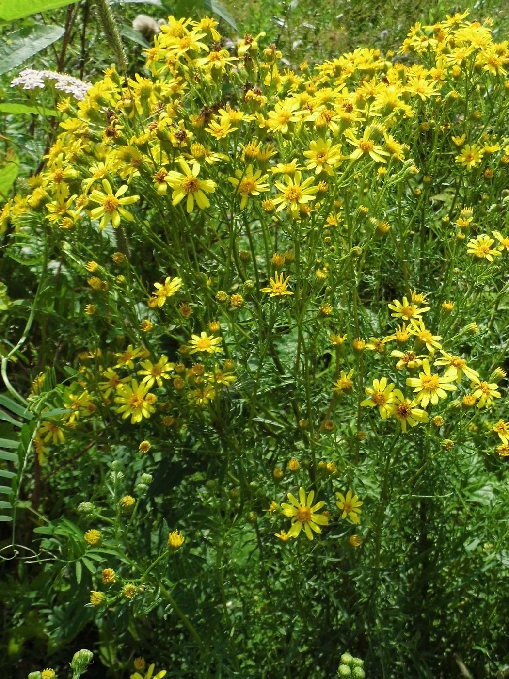 Image of Senecio erucifolius specimen.