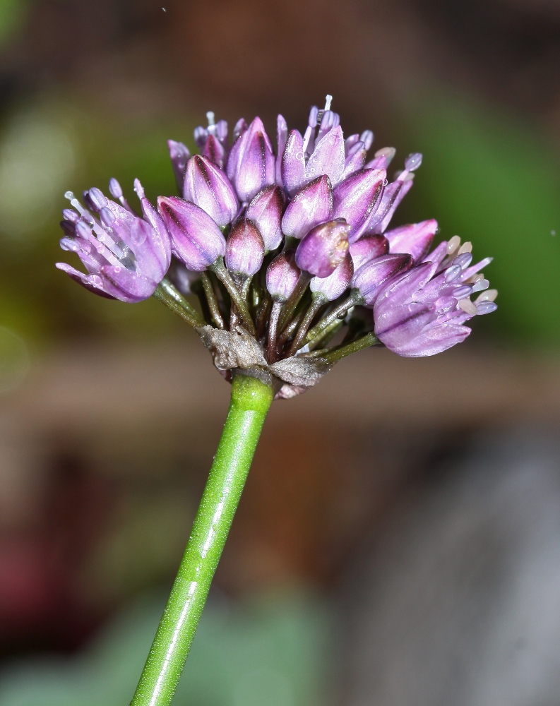 Image of Allium prokhanovii specimen.