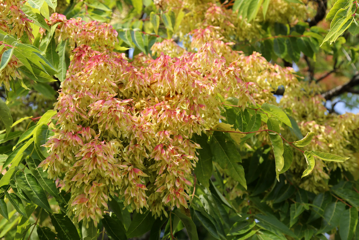 Изображение особи Ailanthus altissima.