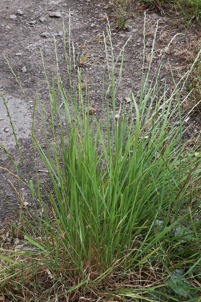 Изображение особи Elymus trachycaulus.