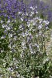 Delphinium oreophilum