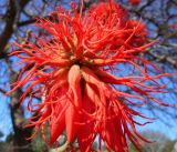 Erythrina abyssinica