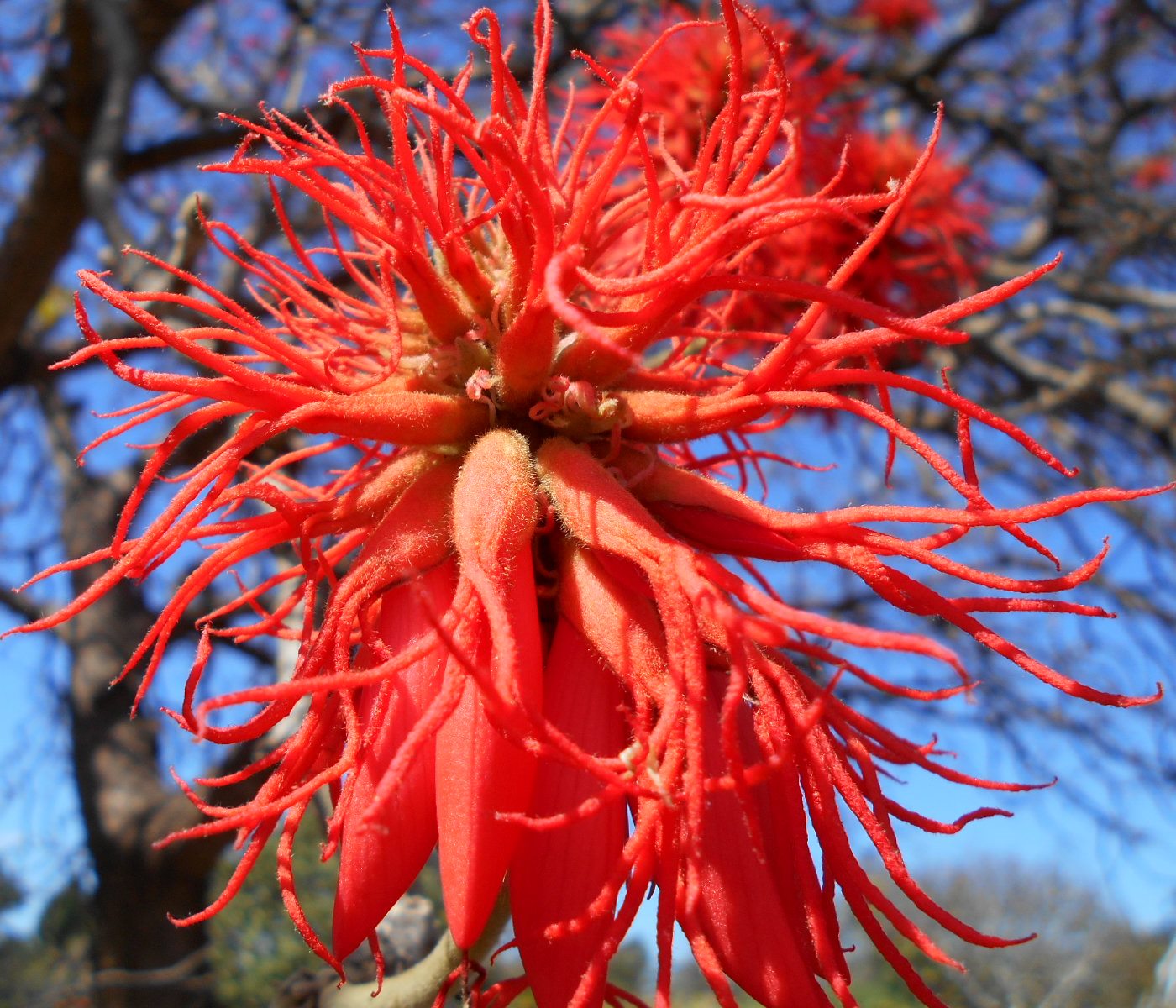 Image of Erythrina abyssinica specimen.