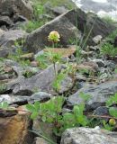 Trifolium rytidosemium. Цветущее растение. Кабардино-Балкария, Эльбрусский р-н, долина р. Юсеньги, ок. 2600 м н.у.м., каменистое место. 25.08.2017.