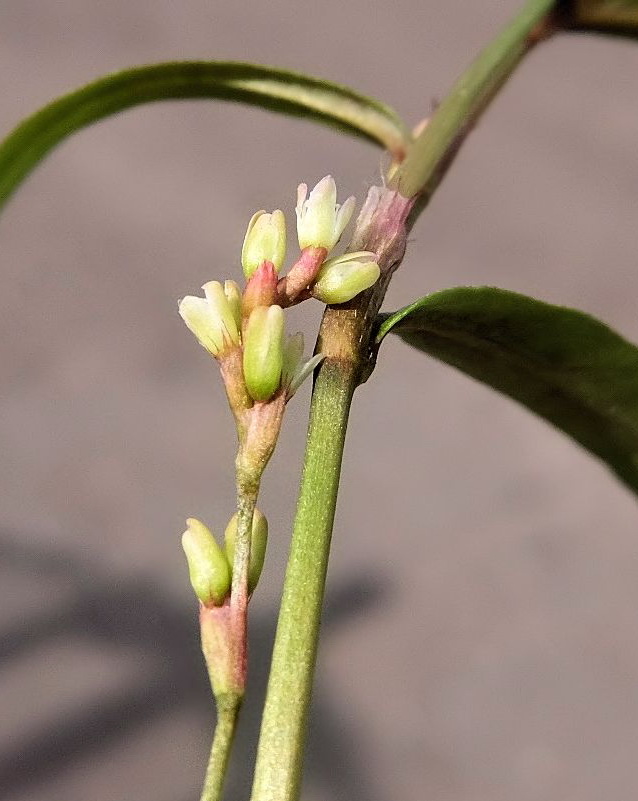 Изображение особи род Persicaria.