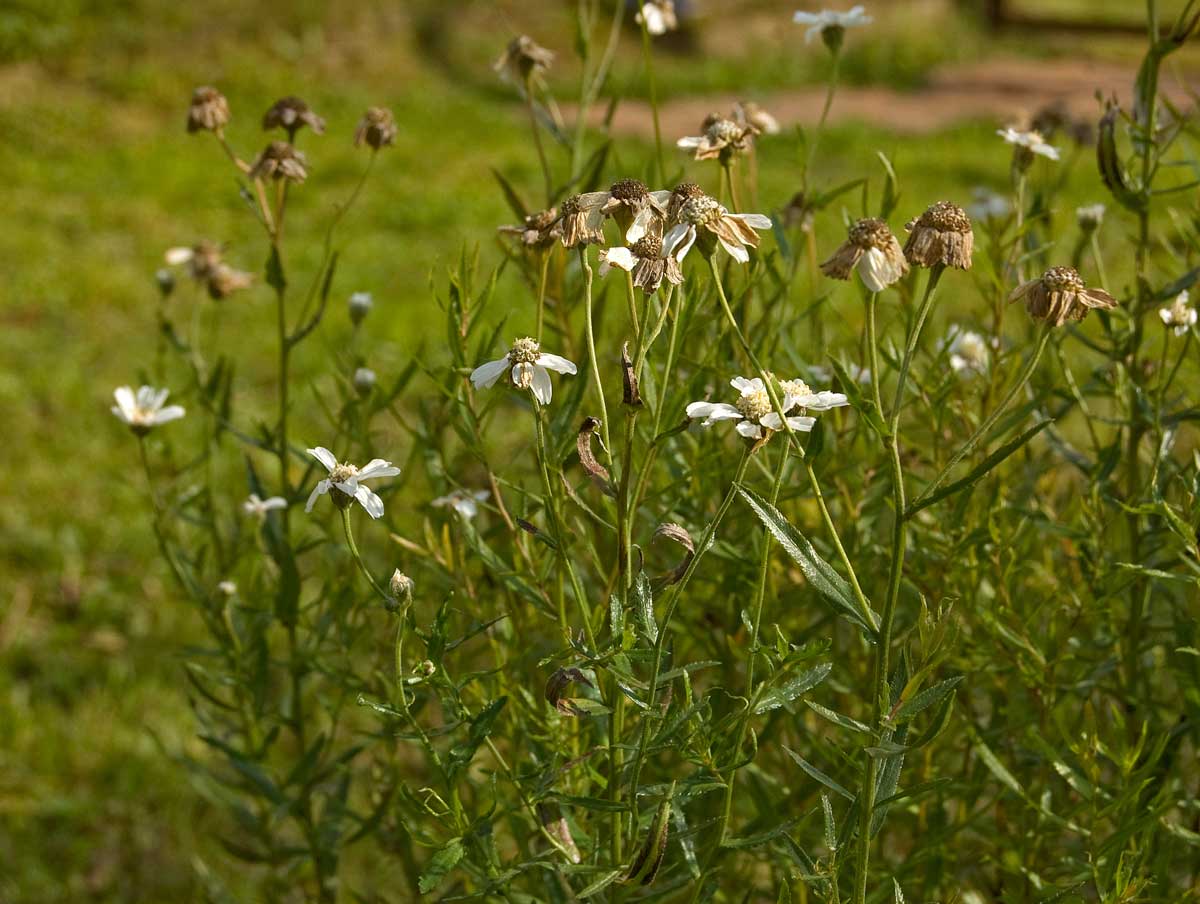 Image of Achillea ptarmica specimen.