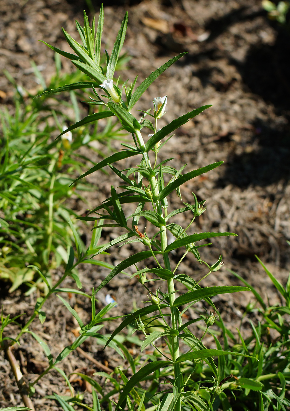 Изображение особи Gratiola officinalis.