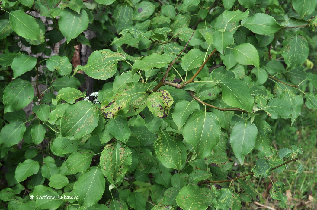 Изображение особи Pyrus ussuriensis.