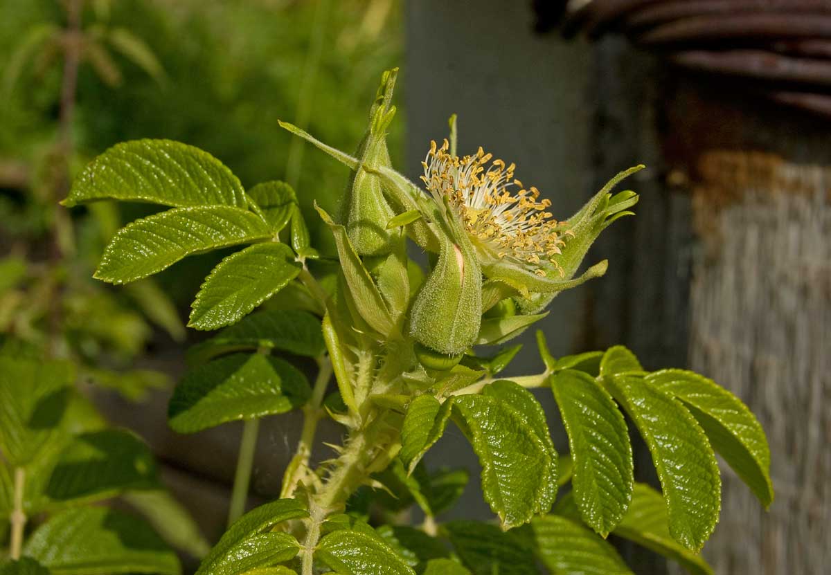 Image of Rosa rugosa specimen.