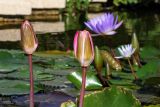 Nymphaea odorata