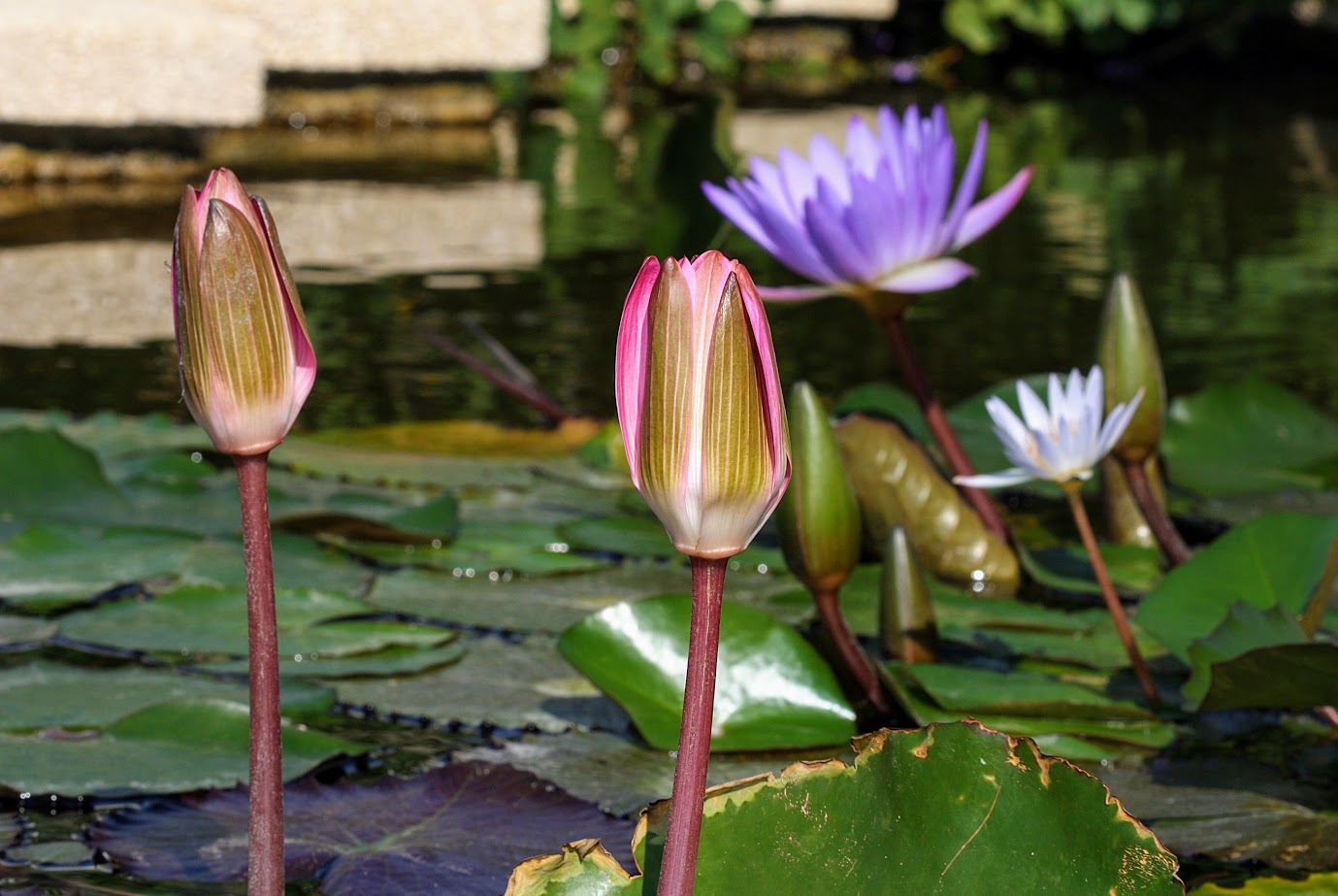 Изображение особи Nymphaea odorata.