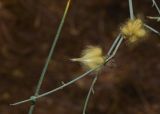 Sisyndite spartea